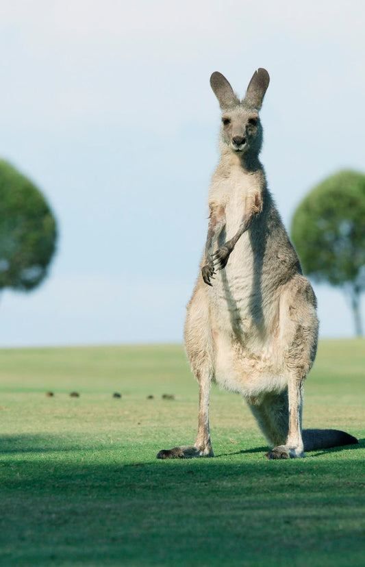 Cross Stitch | Kangaroo - Brown Goat Standing On Green Grass - Cross Stitched