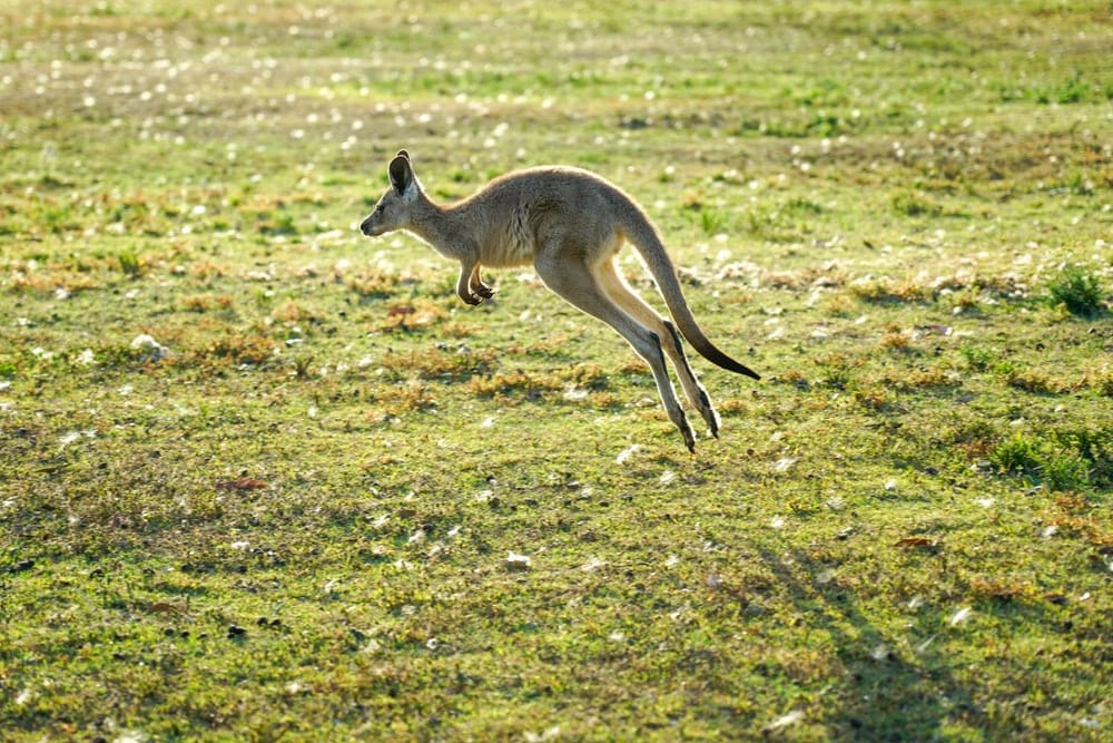Cross Stitch | Kangaroo - Kangaroo Jumping During Daytime - Cross Stitched