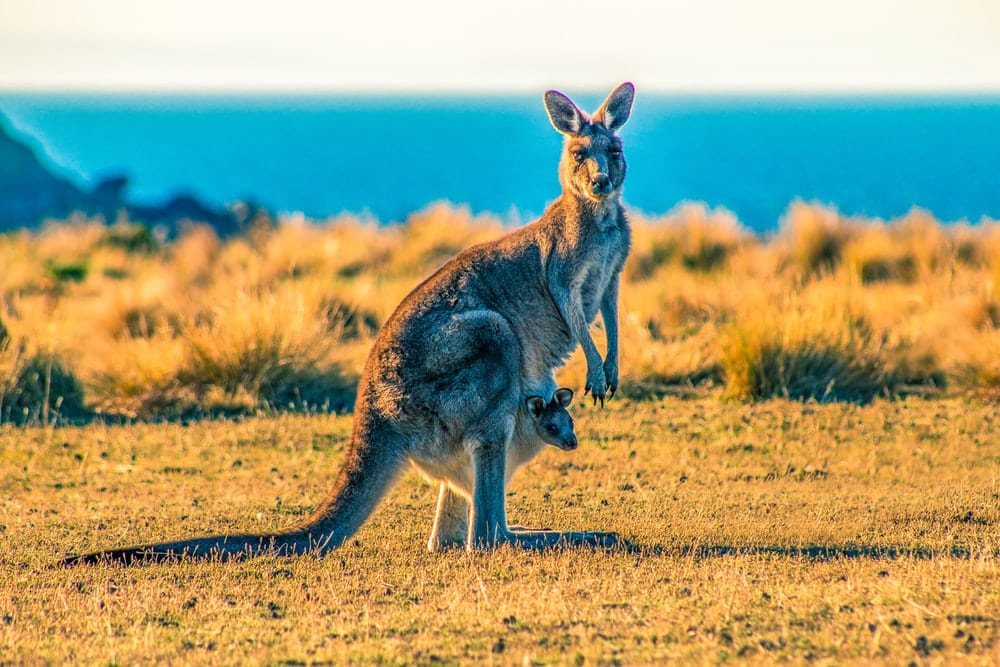 Cross Stitch | Kangaroo - Kangaroo With Joey On Grass Field During Day - Cross Stitched