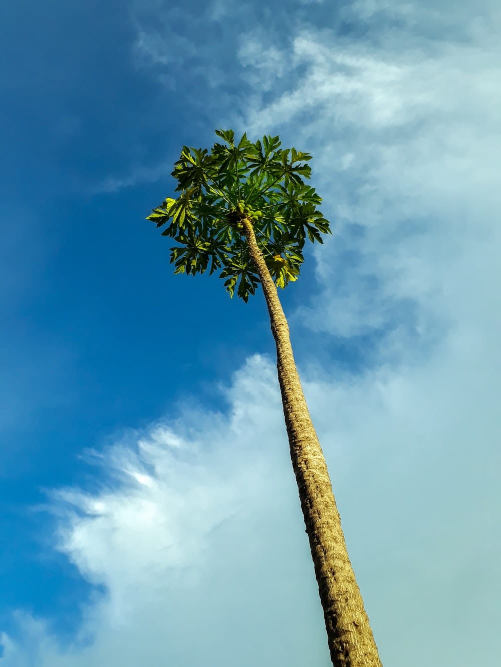 Cross Stitch | Kinshasa - Green Palm Tree Under Blue Sky - Cross Stitched