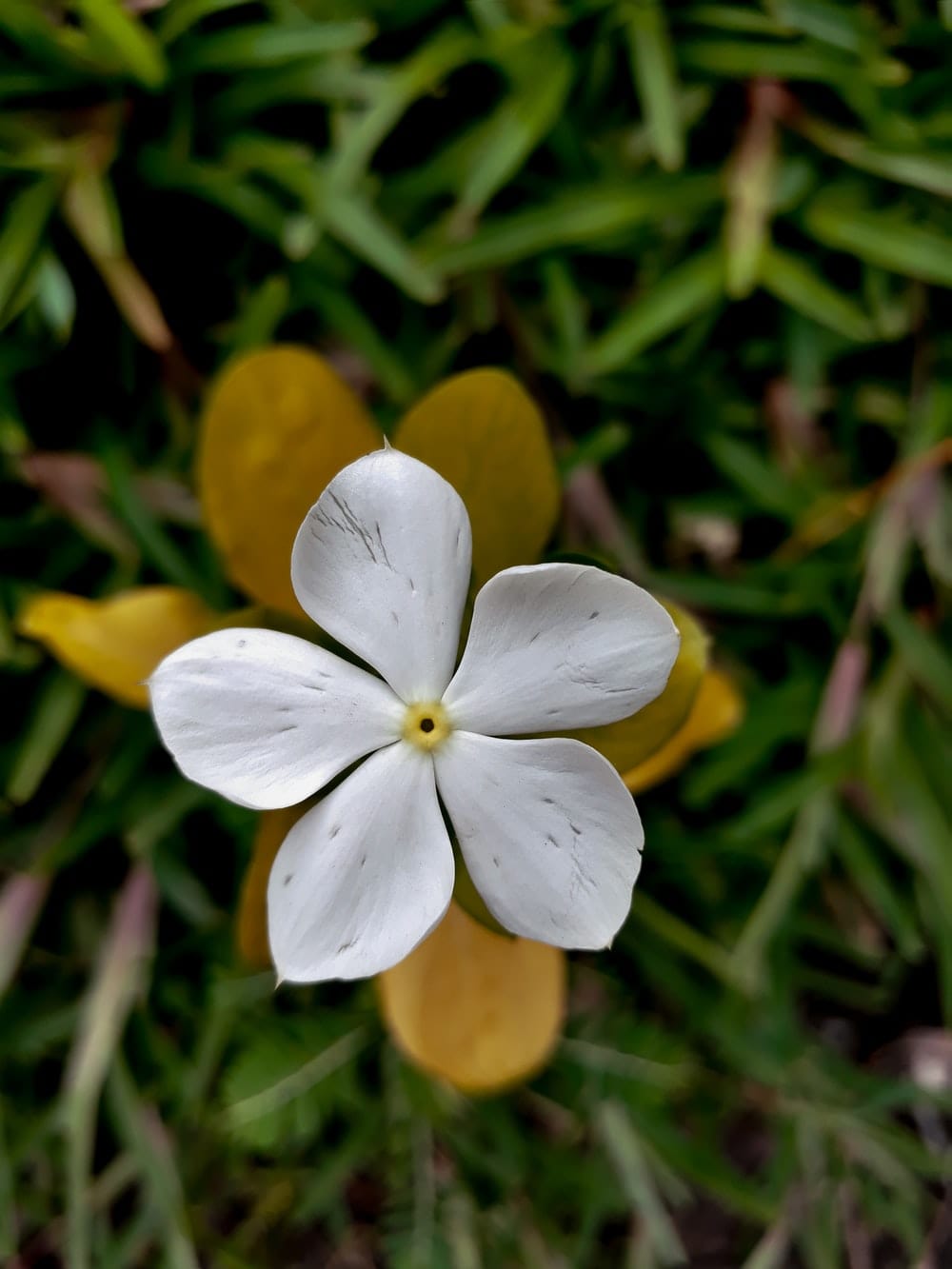 Cross Stitch | Kinshasa - White And Yellow Flower In Tilt Shift Lens - Cross Stitched