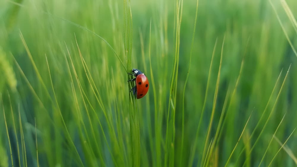 Cross Stitch | Ladybug - Ladybug On Green Grass - Cross Stitched