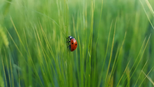 Cross Stitch | Ladybug - Ladybug On Green Grass - Cross Stitched