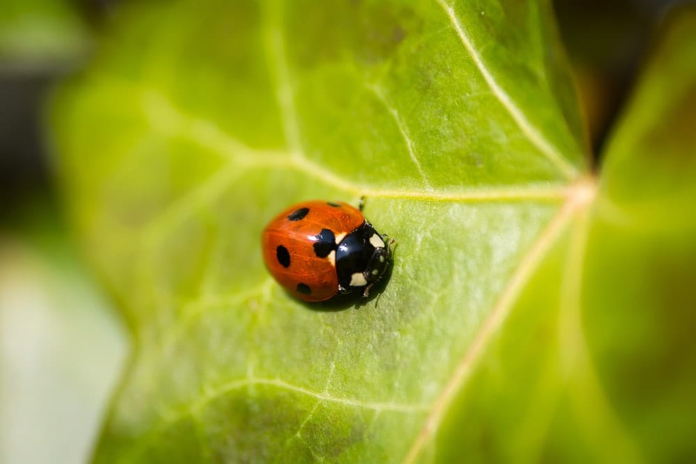 Cross Stitch | Ladybug - Red Lady Bug On Leaf In Macro Photography - Cross Stitched