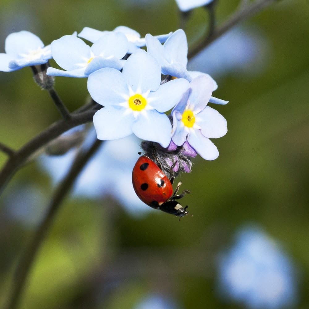 Cross Stitch | Ladybug - Selective Focus Photograph Of Ladybug On White Petaled Flower Plant - Cross Stitched