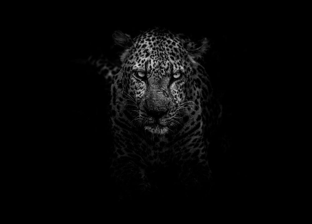 Cross Stitch | Leopard - Grayscale Photo Of Leopard - Cross Stitched