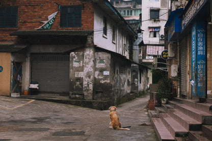 Cross Stitch | Leshan - Brown Short Coated Dog Sitting On Brown Wooden Floor - Cross Stitched