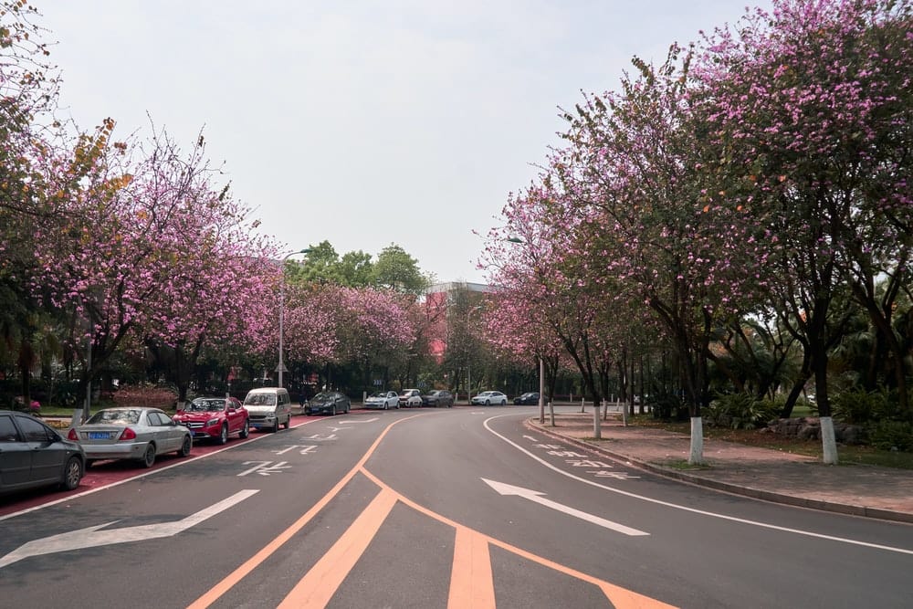 Cross Stitch | Liuzhou - Cars On Road Near Trees During Daytime - Cross Stitched