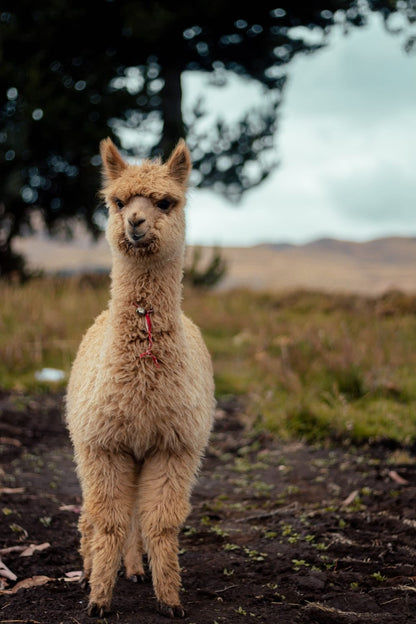 Cross Stitch | Llama - Lama Standing On Brown Soil - Cross Stitched