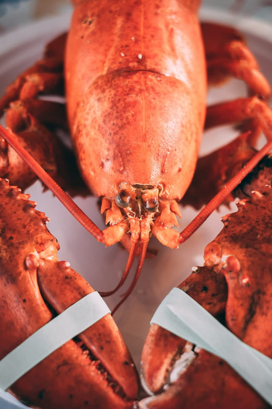 Cross Stitch | Lobster - Orange Lobster - Cross Stitched
