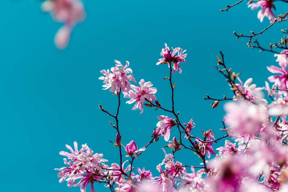 Cross Stitch | Montréal - Cherry Blossom - Cross Stitched