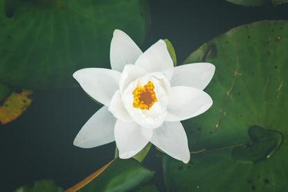 Cross Stitch | Montréal - White Lily Flower Selective Focus Photography - Cross Stitched