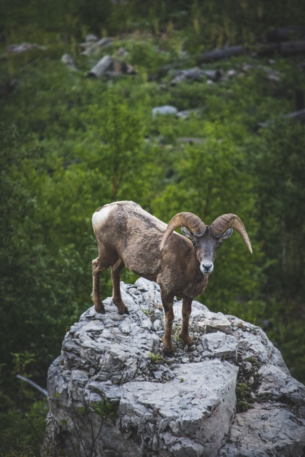 Cross Stitch | Mountain Goat - Brown Ram On Gray Rock During Daytime - Cross Stitched