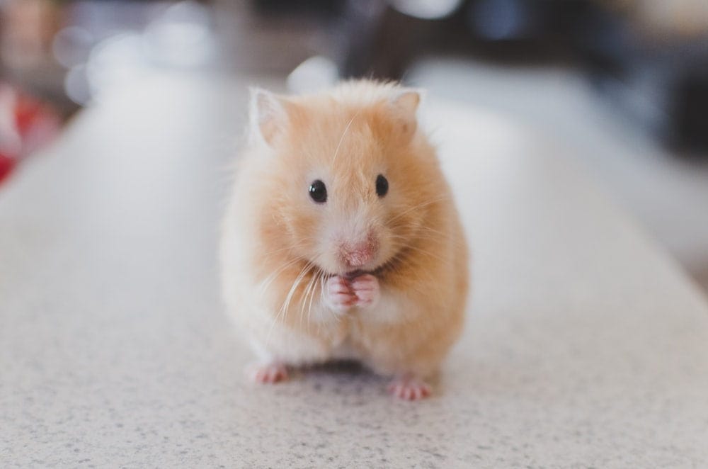 Cross Stitch | Mouse - Selective Focus Photography Of Brown Hamster - Cross Stitched