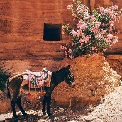 Cross Stitch | Mule - Black Donkey Near The Pink Flowers - Cross Stitched