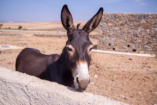 Cross Stitch | Mule - Donkey Standing Beside Concrete Wall - Cross Stitched