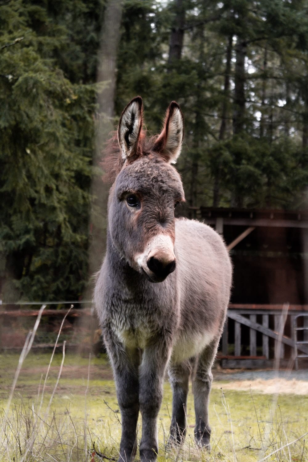 Cross Stitch | Mule - Gray Donkey On Green Grass Field During Daytime - Cross Stitched