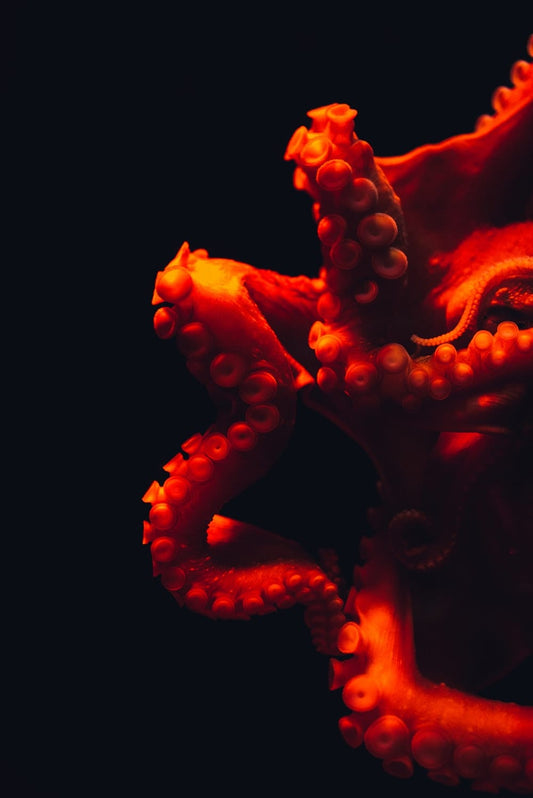 Cross Stitch | Octopus - Shallow Focus Photography Of Octopus - Cross Stitched