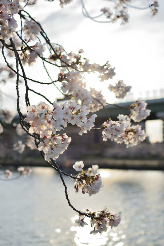 Cross Stitch | Ōsaka - Selective Focus Photography Of White Flower - Cross Stitched