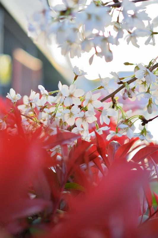 Cross Stitch | Ōsaka - White Flowers In Bloom - Cross Stitched