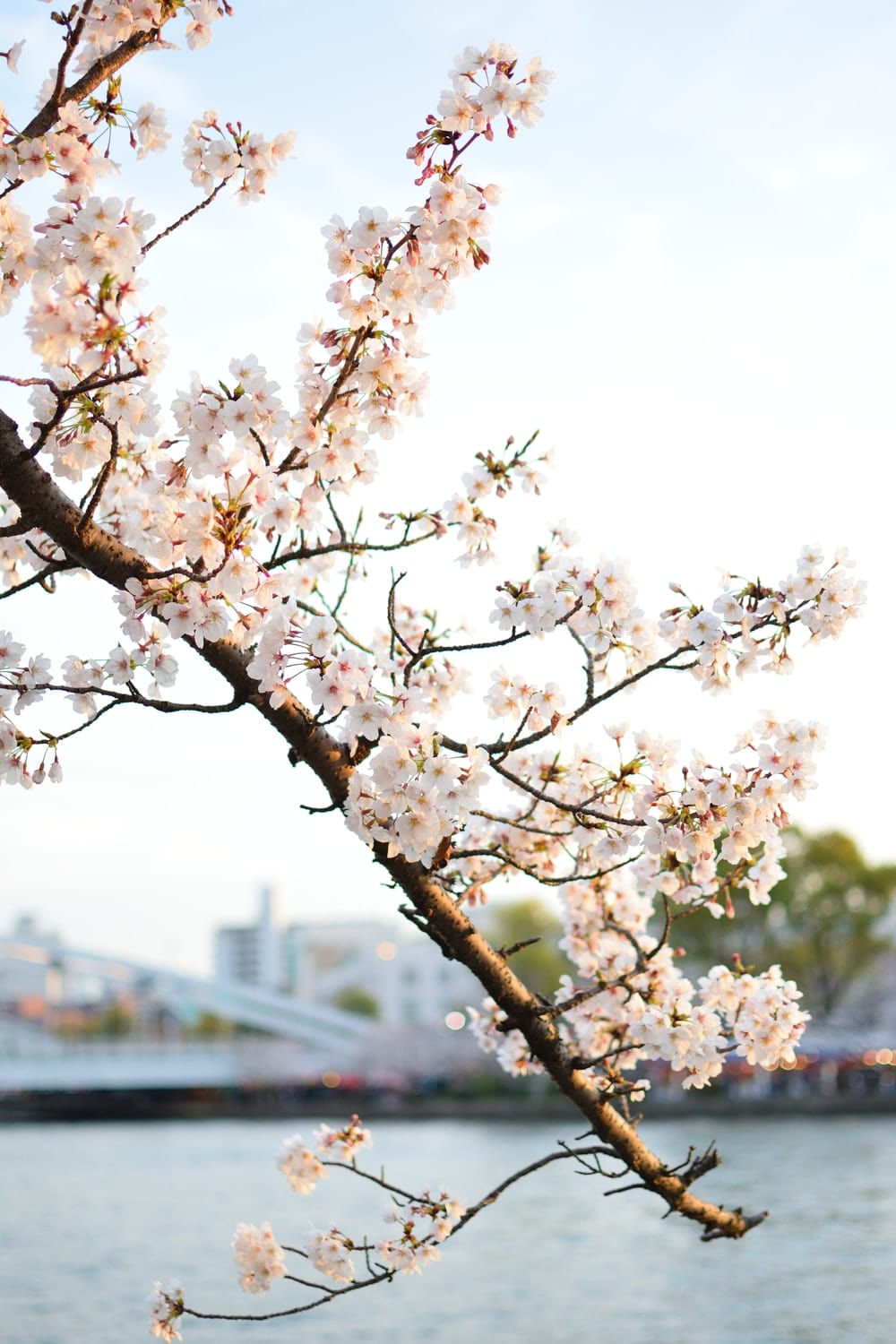 Cross Stitch | Ōsaka - White Flowers On Branch - Cross Stitched