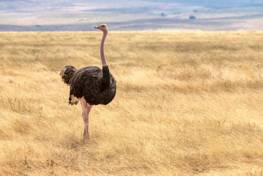 Cross Stitch | Ostrich - Black Ostrich On Brown Grass Field During Daytime - Cross Stitched