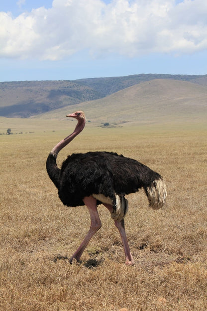 Cross Stitch | Ostrich - Black Ostrich On Grassy Field - Cross Stitched