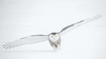 Cross Stitch | Owl - Photo Of Flying Owl - Cross Stitched