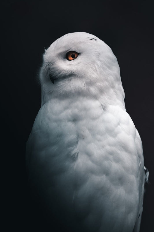 Cross Stitch | Owl - White Owl - Cross Stitched