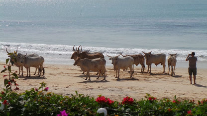Cross Stitch | Ox - Herd Of Cattle Near Seashore And Man Standing While Taking Photo On Animals - Cross Stitched