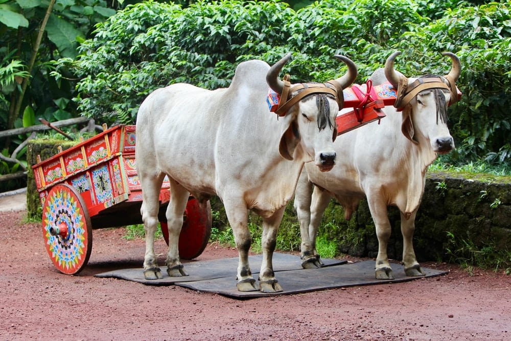 Cross Stitch | Ox - White Cattle Carriage Statue During Daytime - Cross Stitched