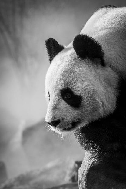 Cross Stitch | Panda - Grayscale Photo Of Panda On Tree Branch - Cross Stitched
