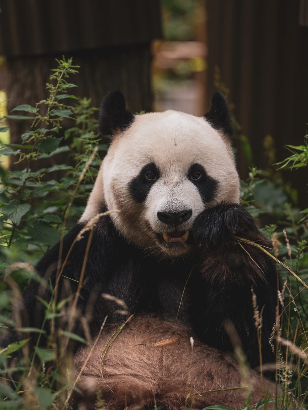 Cross Stitch | Panda - Panda Bear On Green Grass During Daytime - Cross Stitched