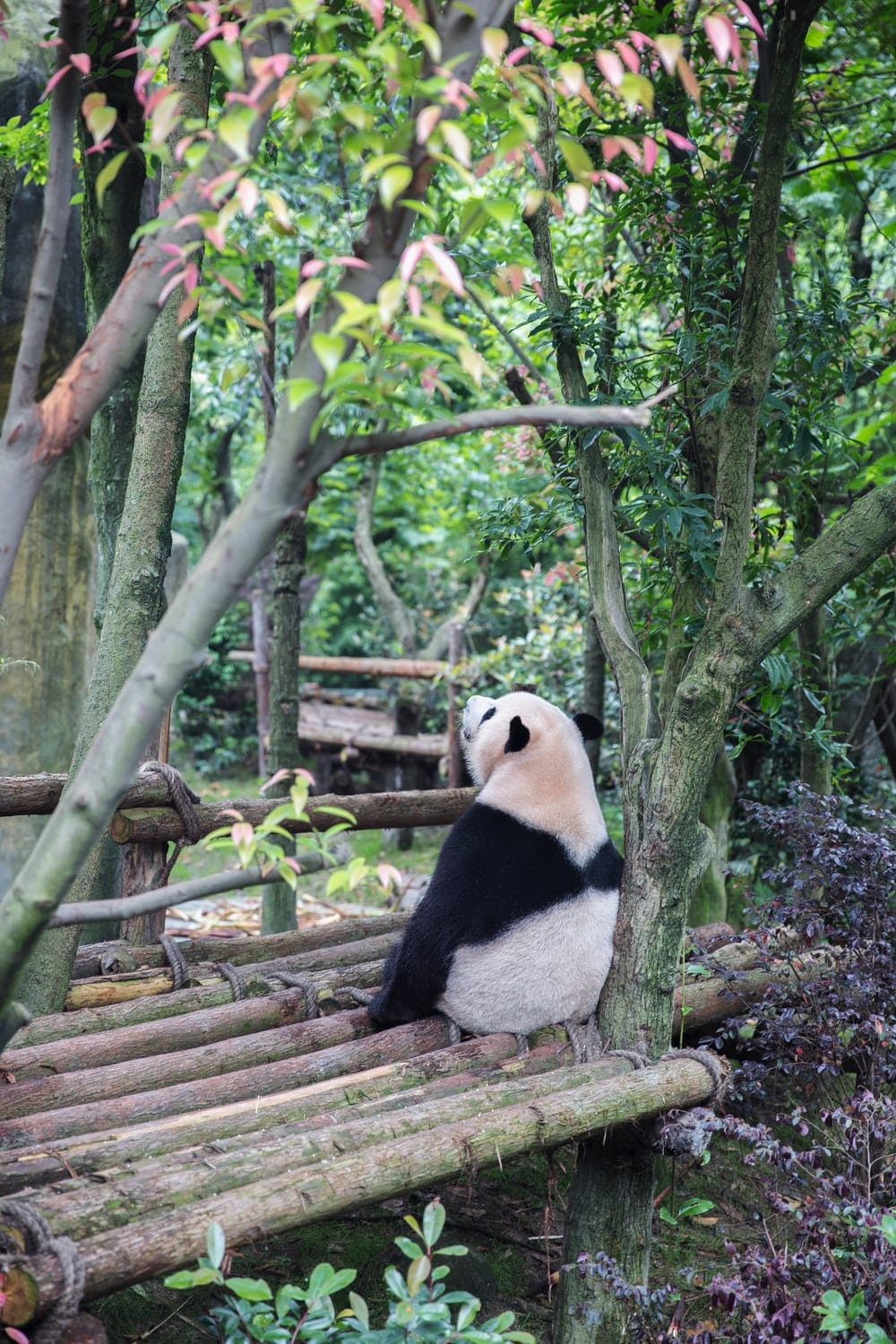 Cross Stitch | Panda - Panda Bear Sitting On Bamboo Sticks Surrounded With Trees - Cross Stitched