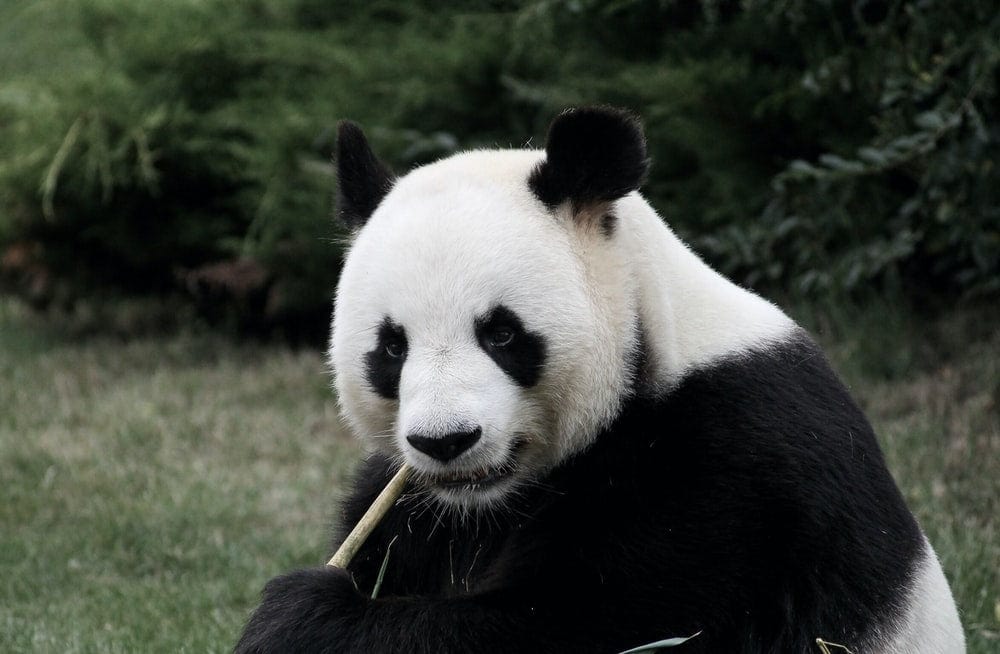 Cross Stitch | Panda - Panda Eating Bamboo - Cross Stitched
