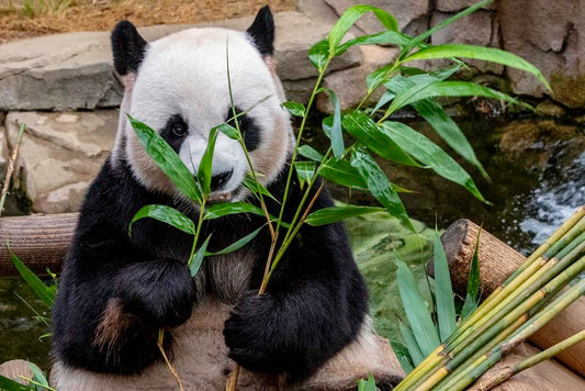 Cross Stitch | Panda - Panda Eating Leafed - Cross Stitched