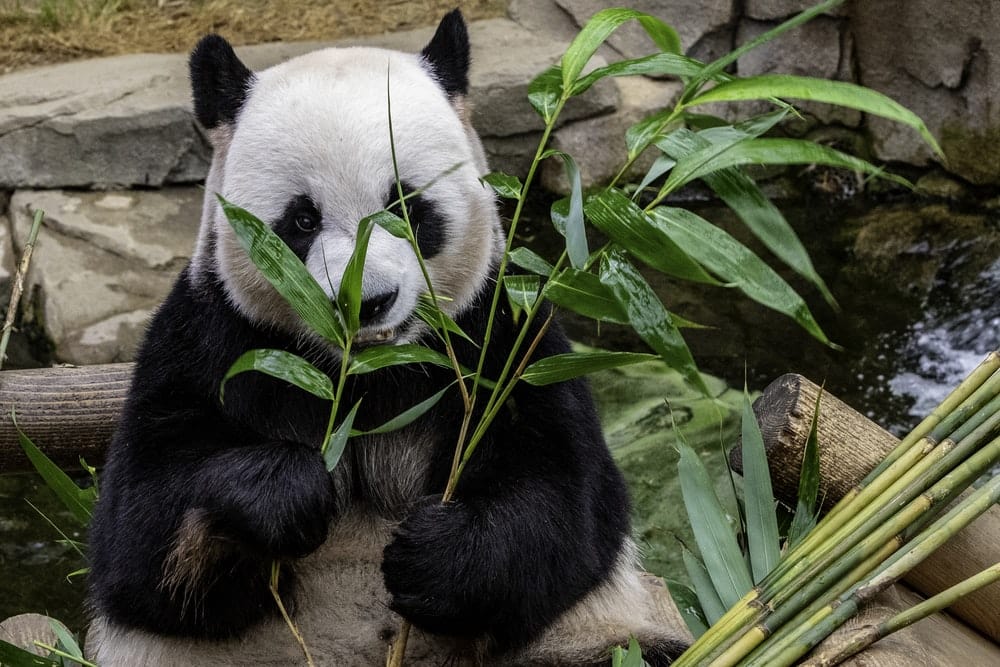 Cross Stitch | Panda - Panda Eating Leafed - Cross Stitched