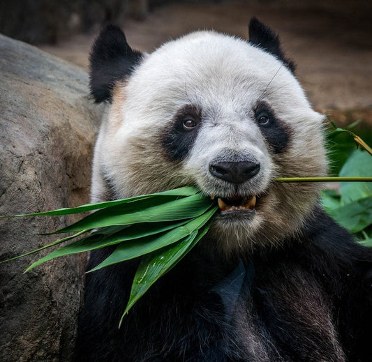Cross Stitch | Panda - Panda Eating Plant - Cross Stitched