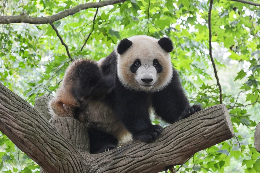 Cross Stitch | Panda - Panda On Tree - Cross Stitched