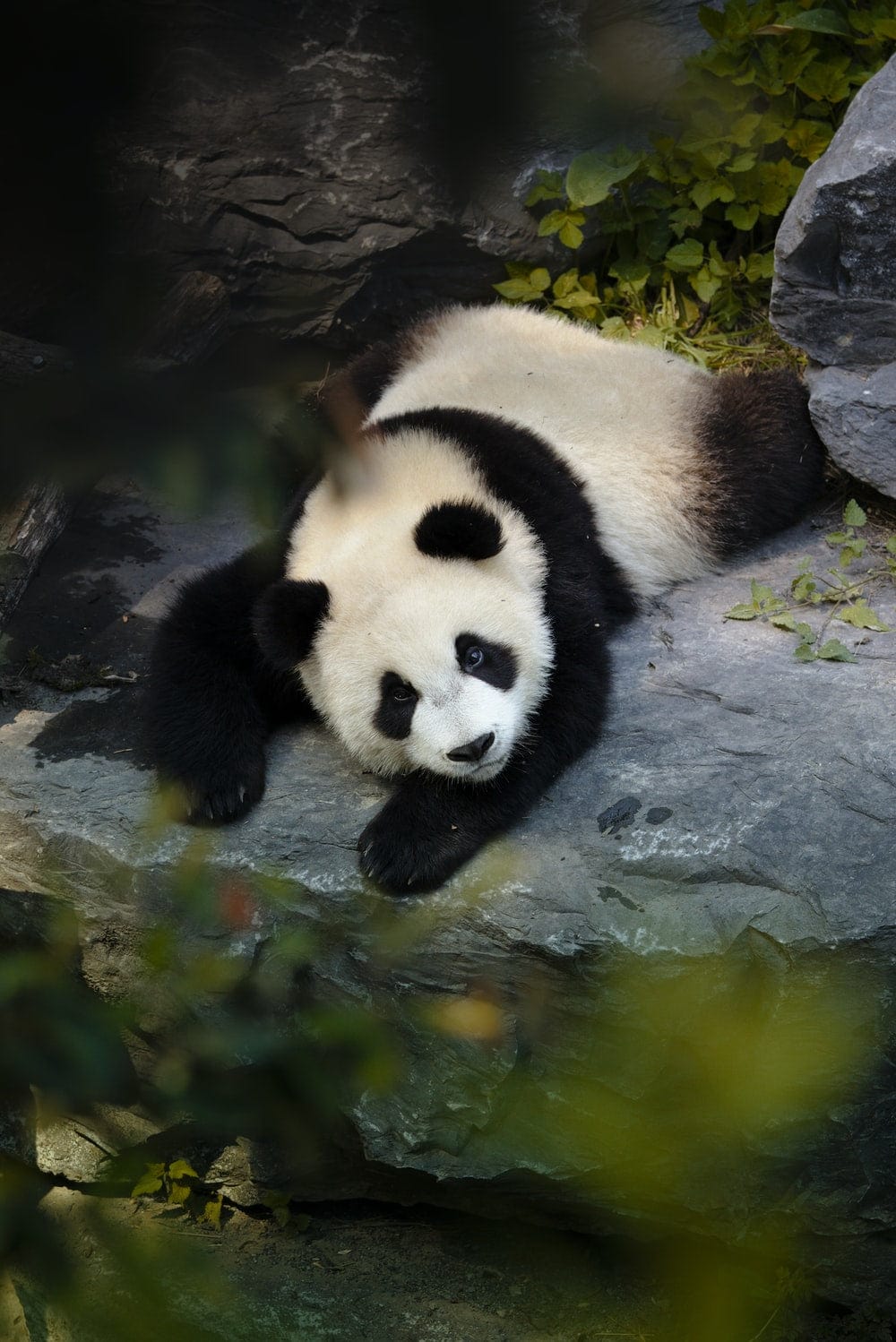 Cross Stitch | Panda - Panda On Water During Daytime - Cross Stitched