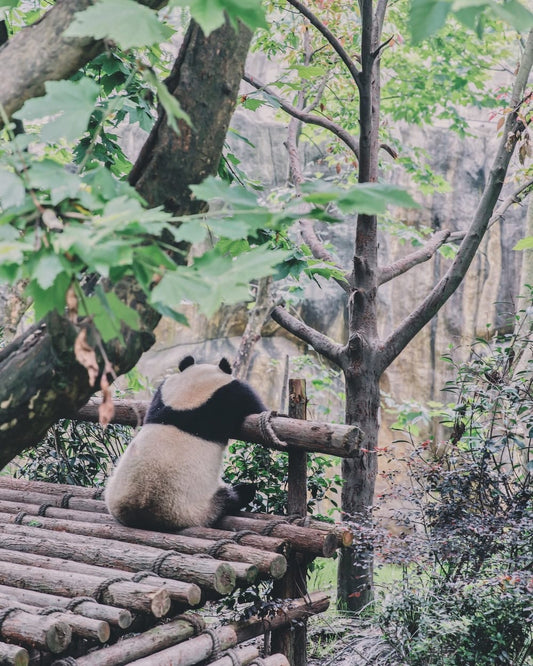 Cross Stitch | Panda - Panda Sitting On Trunk Forest - Cross Stitched