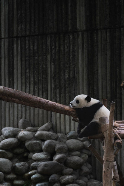 Cross Stitch | Panda - White And Black Panda On Wood - Cross Stitched