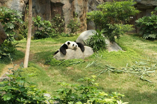 Cross Stitch | Panda - White And Black Panda Relaxing On Rock - Cross Stitched