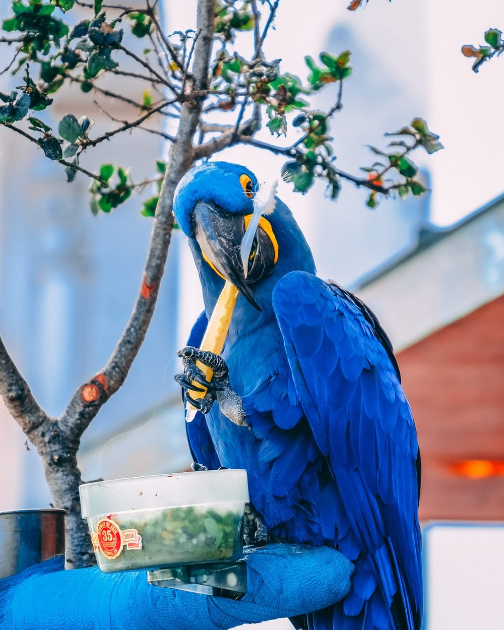 Cross Stitch | Parrot - Blue Macaw Holding Toothbrush During Daytime - Cross Stitched