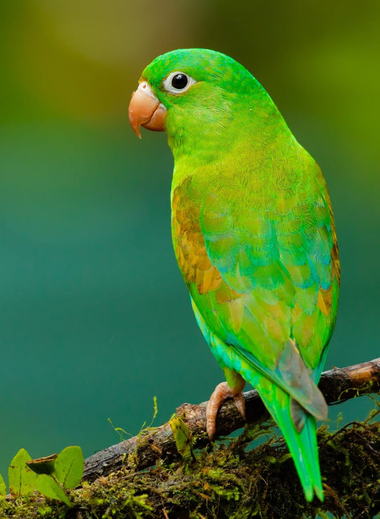 Cross Stitch | Parrot - Green And Yellow Small Beaked Bird On Twig - Cross Stitched