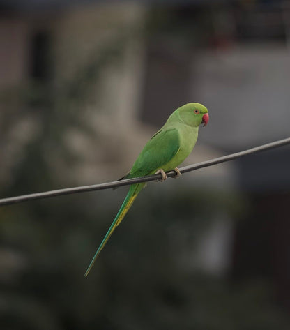 Cross Stitch | Parrot - Green Bird On Black Wire - Cross Stitched