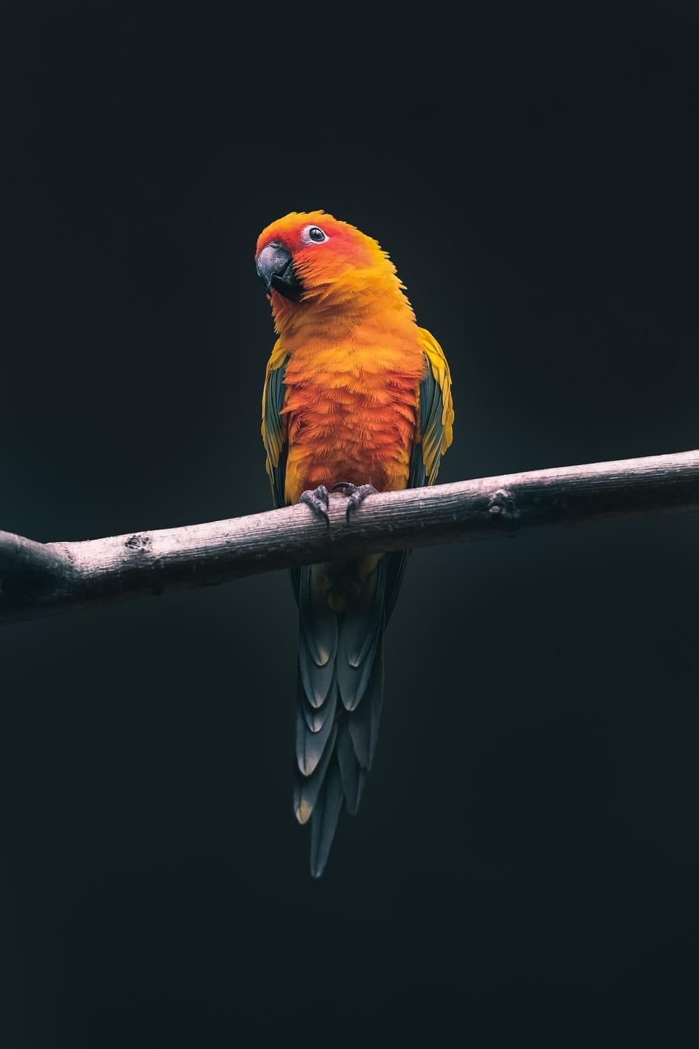 Cross Stitch | Parrot - Orange Parrot - Cross Stitched