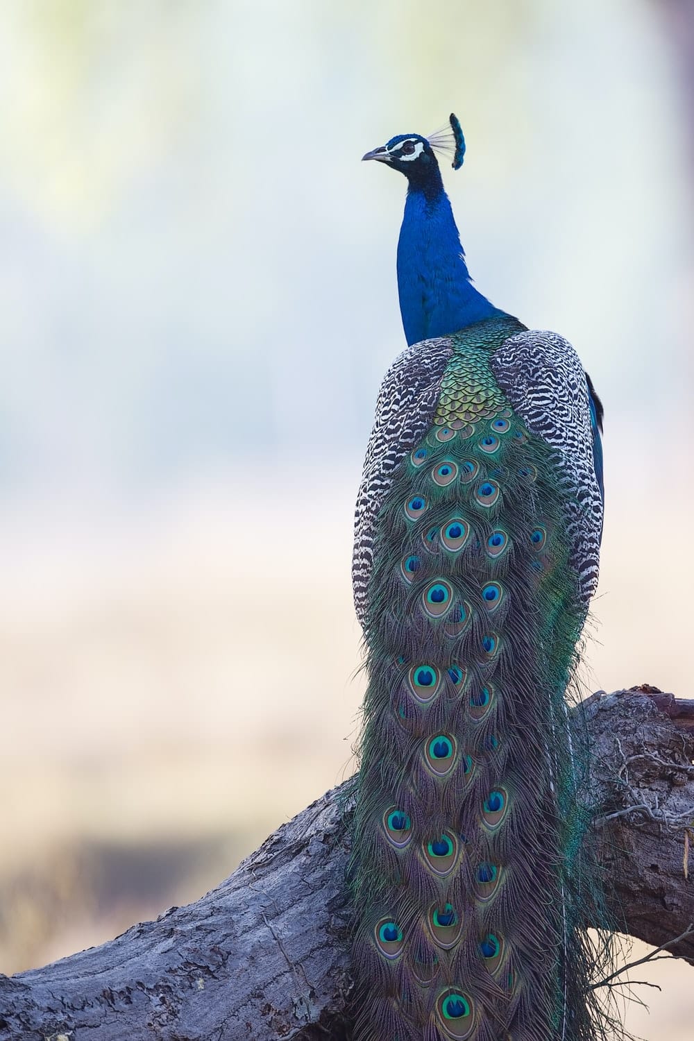 Cross Stitch | Peacock - Blue And Green Peacock - Cross Stitched