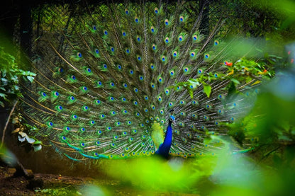 Cross Stitch | Peacock - Blue And Yellow Peacock - Cross Stitched