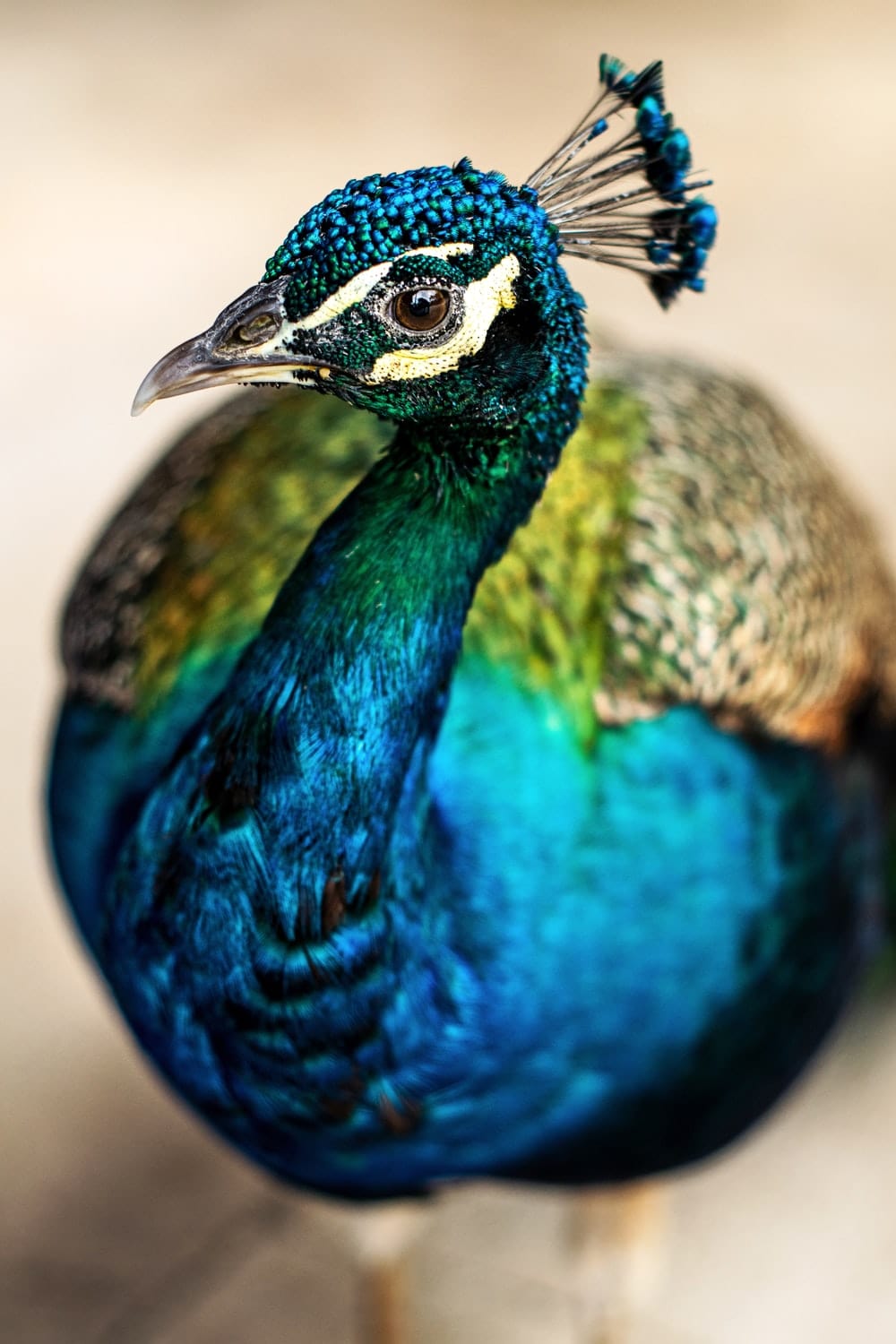 Cross Stitch | Peacock - Blue Green And Brown Peacock - Cross Stitched